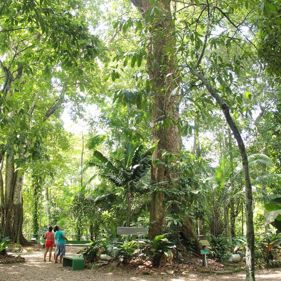 Bosque de Ciência - Ciência da Floresta