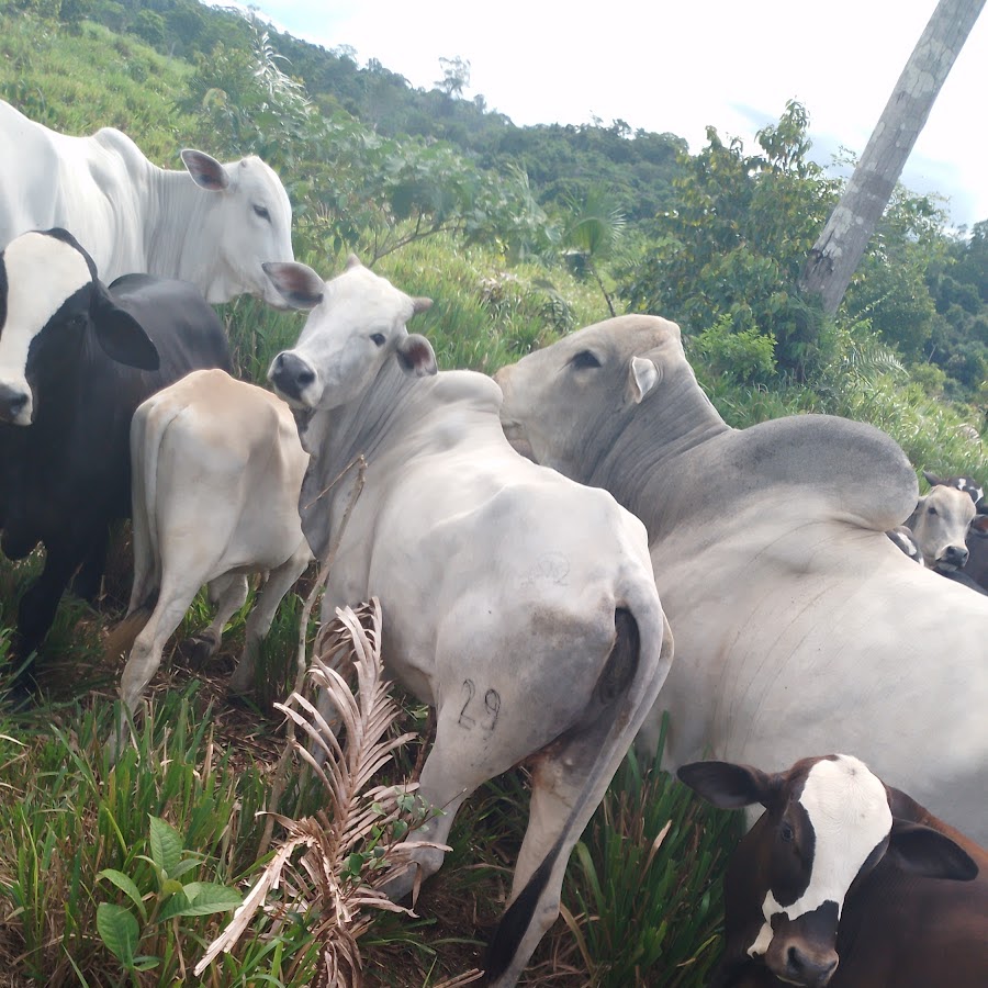 Às margens do rio Tutui