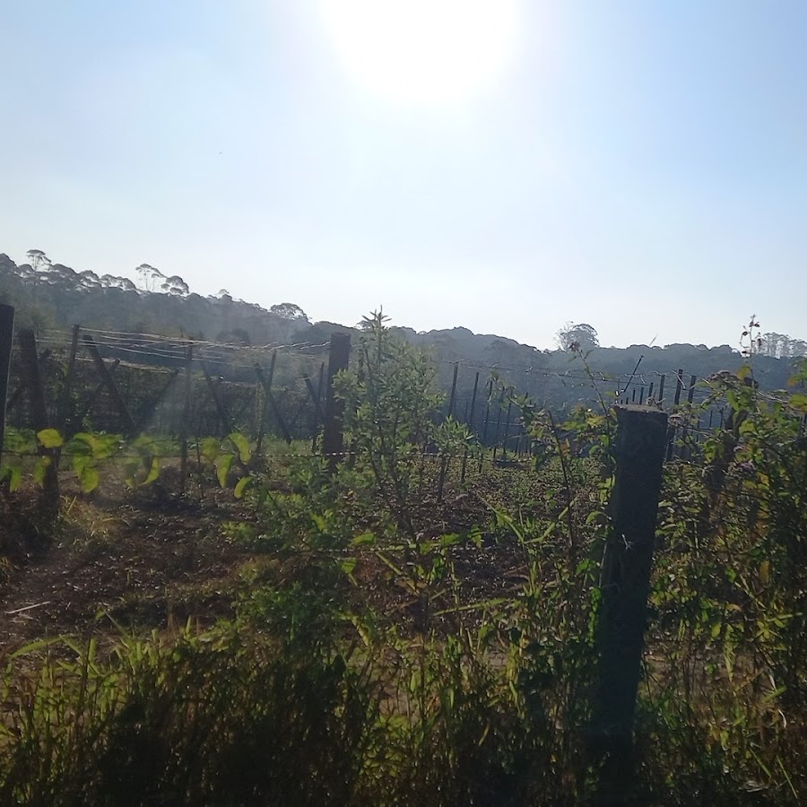 Camping do Tio Pedro