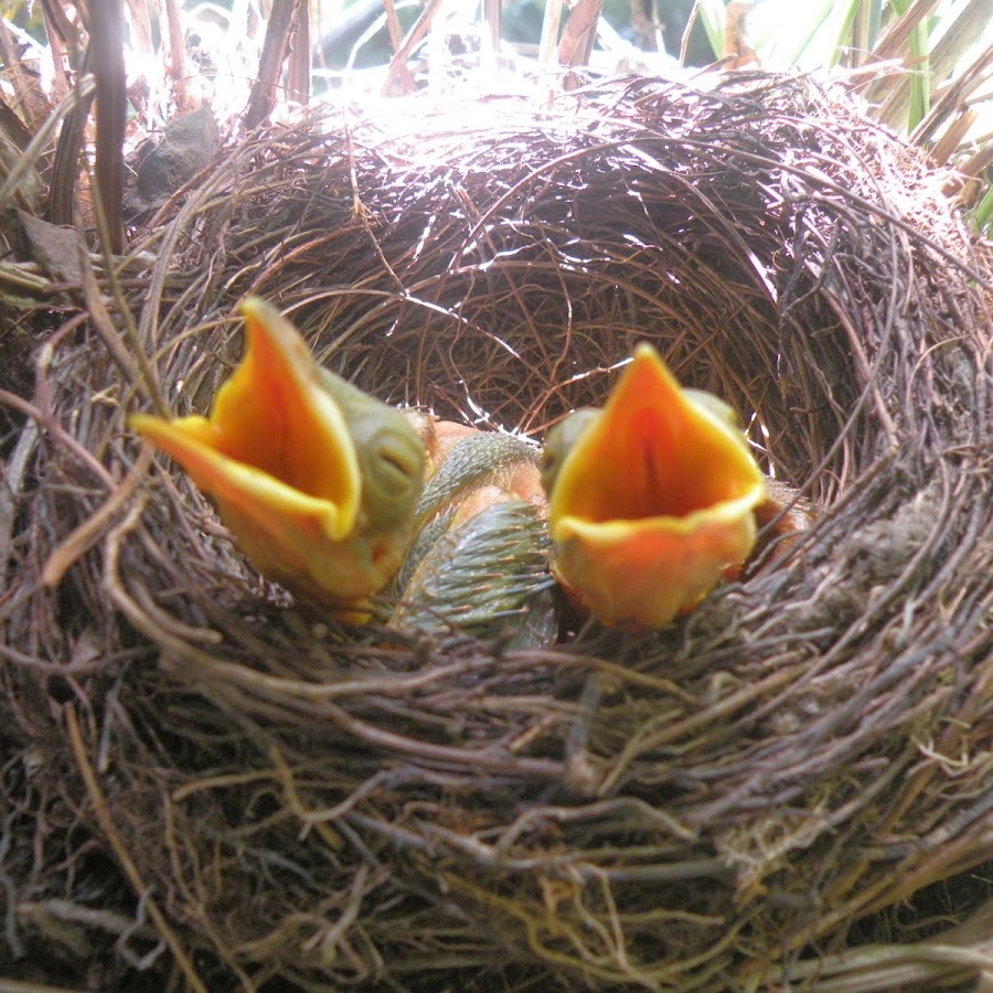 Camping Eco Parque Pocinho