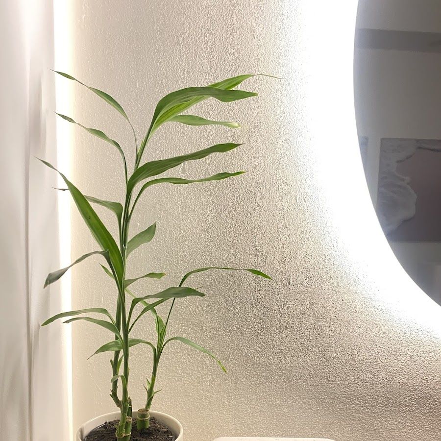 Canilla entre as plantas