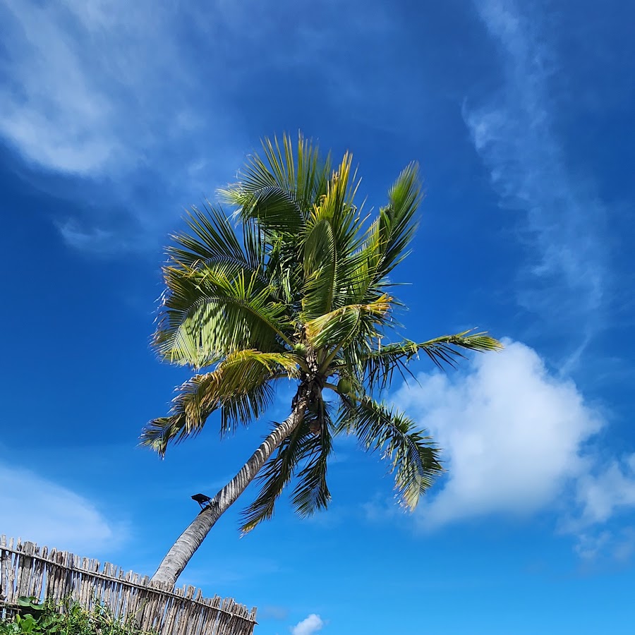 Embaixo dos coqueiros ao lado do rio Tatuamunha