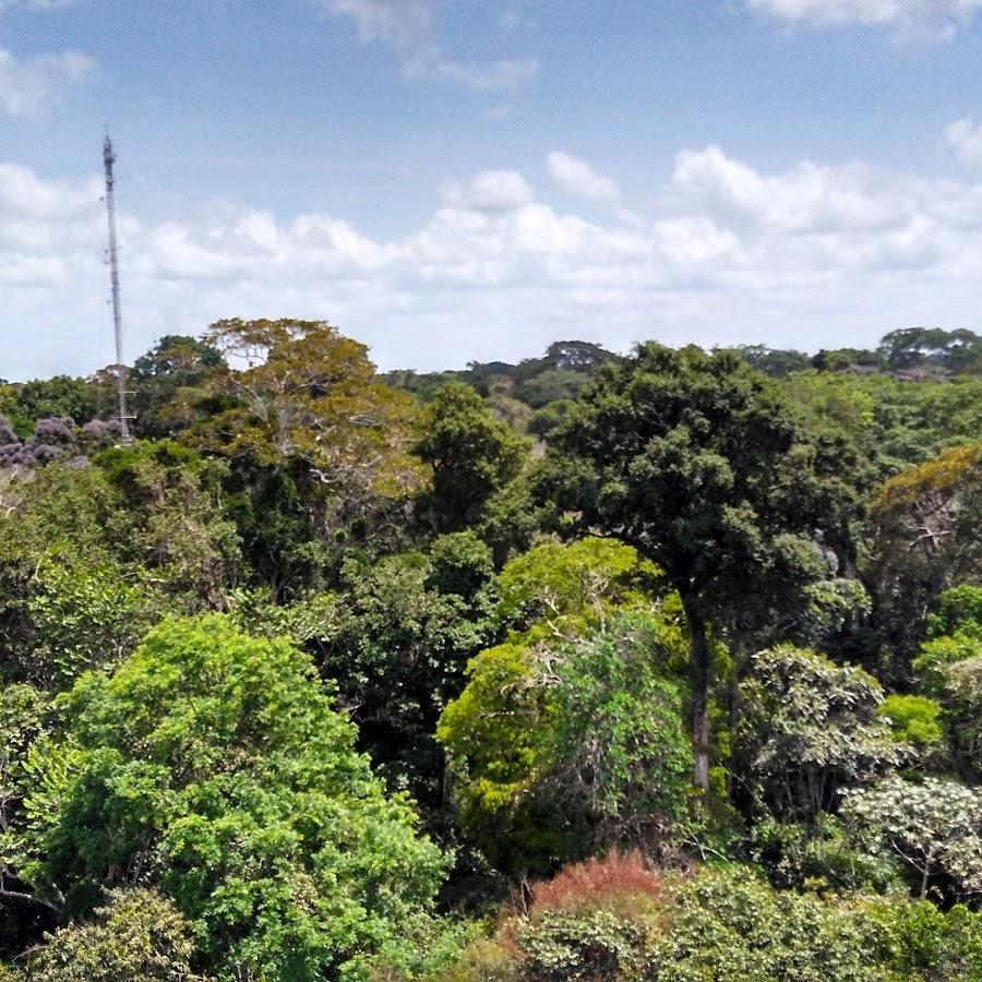 Floresta Nacional do Tapaios