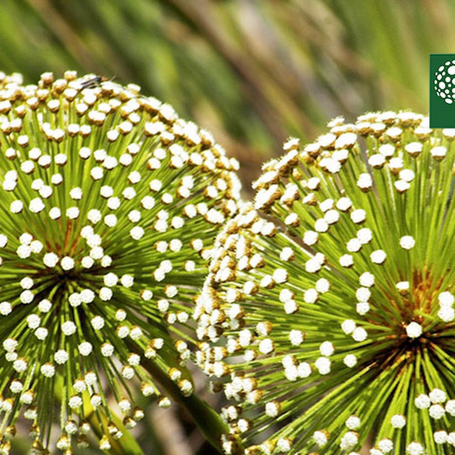 Parque nacional da serra do cipo