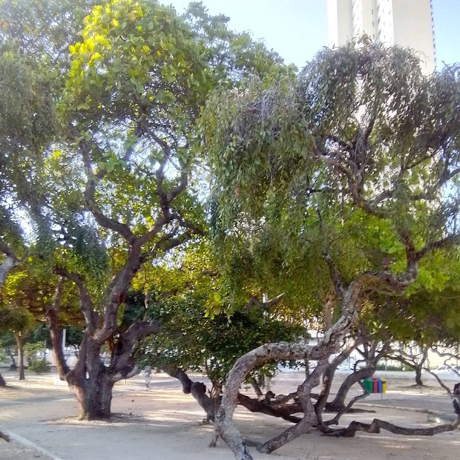 Parque Ecológico de Capim Macio