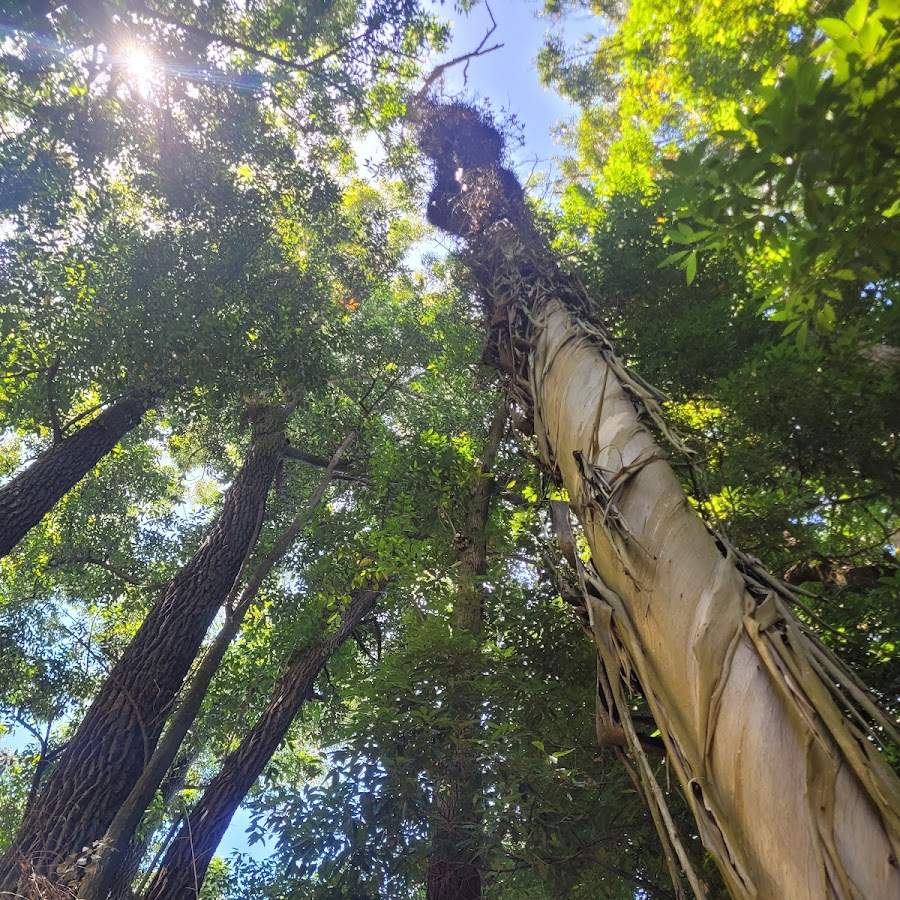 Parque Municipal Mancebo