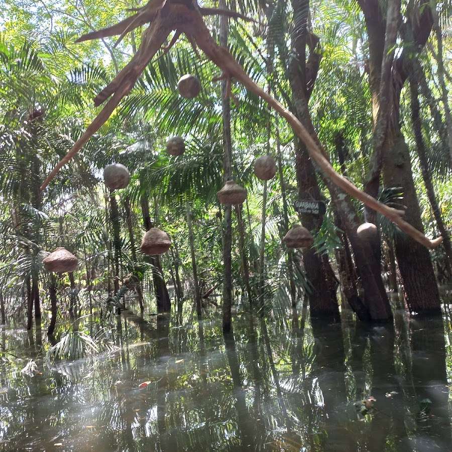 Passeio de barco floresta encantada