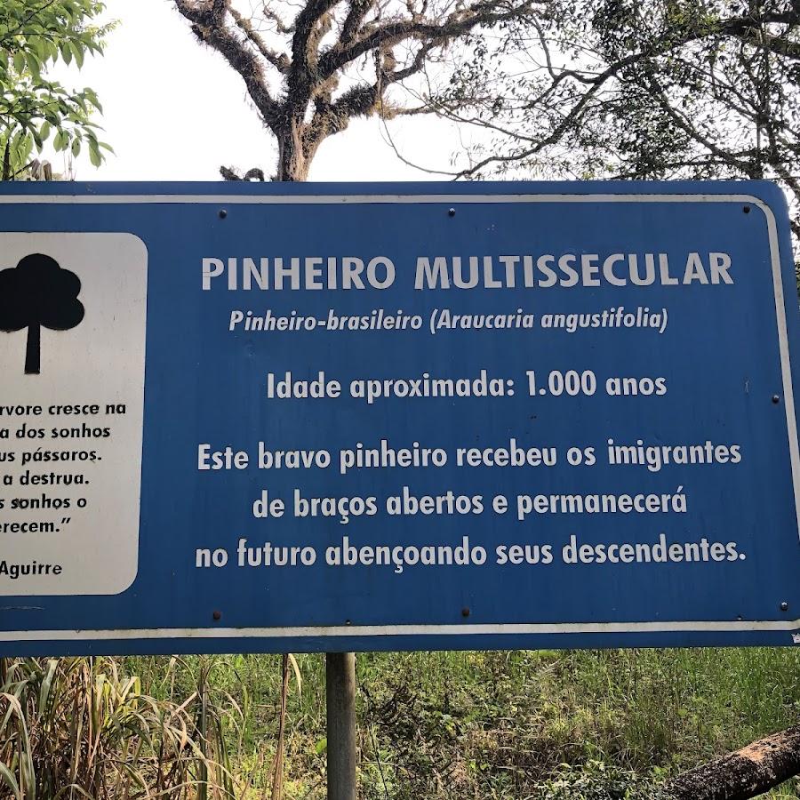 Pinheiro Multissecular