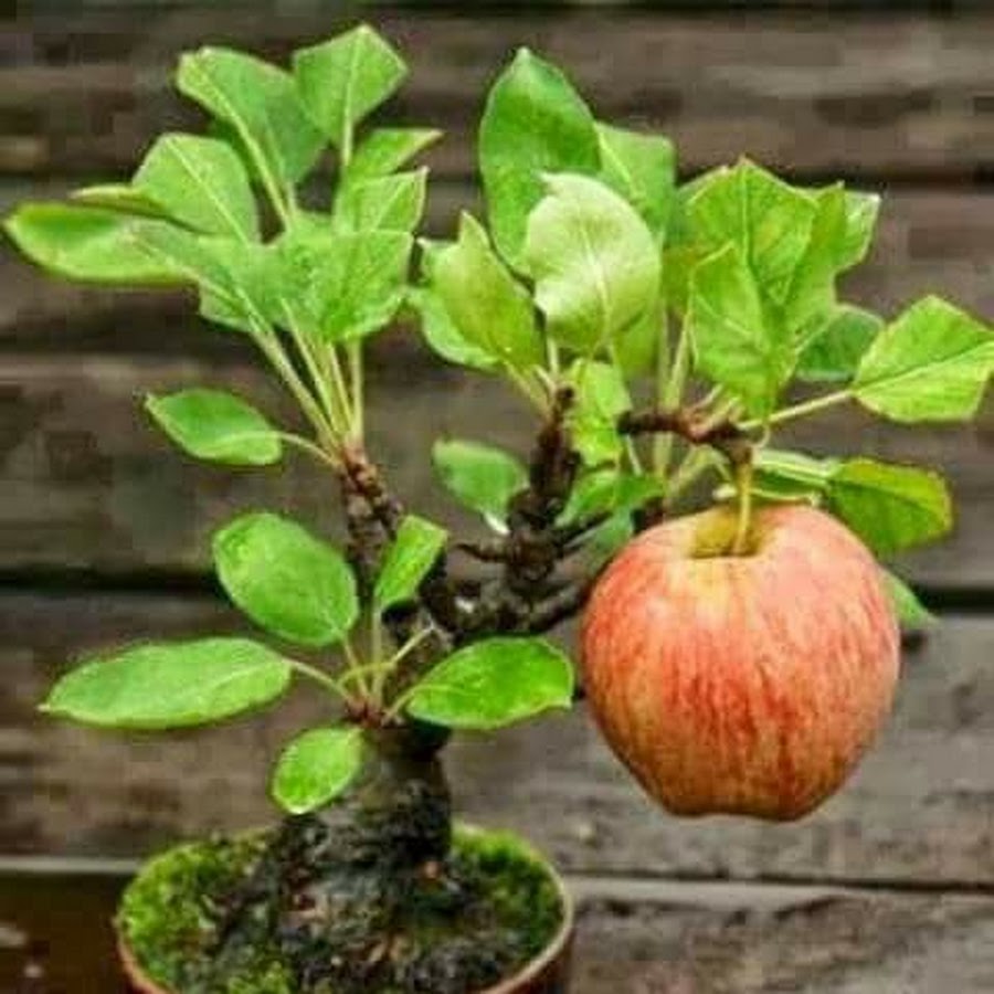 Praça no Barro Branco