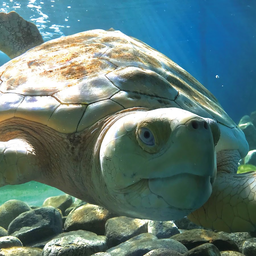 Projeto Tamar - Centro de Resgate de Tartarugas