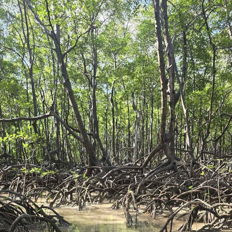 Manguezal das Garças Maragojipinho