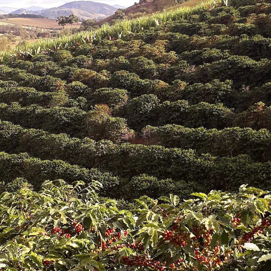 São José do Alegre