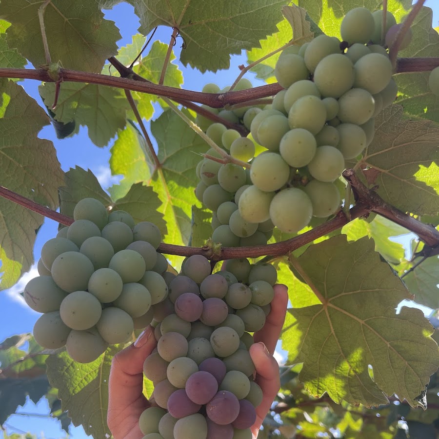 vinícola casa da uva GO 070