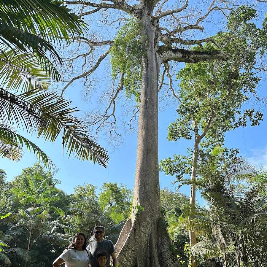 Acaí fazenda: Flor da Samaúma