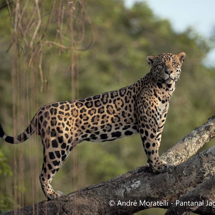 Aero Safari Pantanal