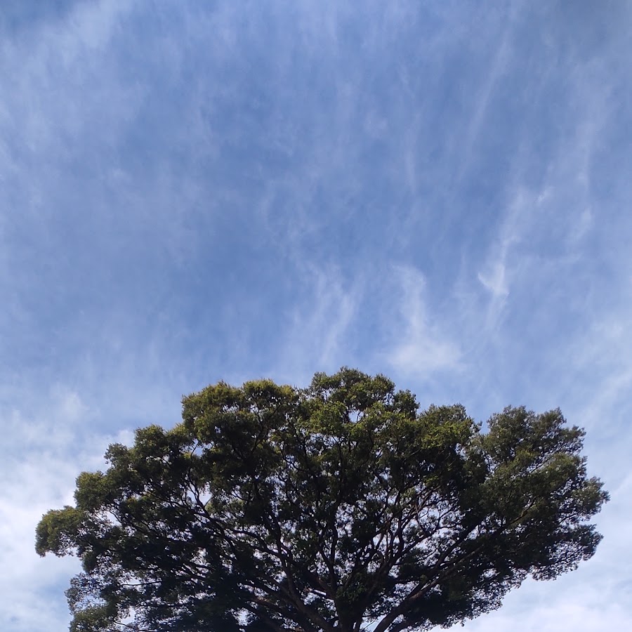 Árvore do novo Destino ts