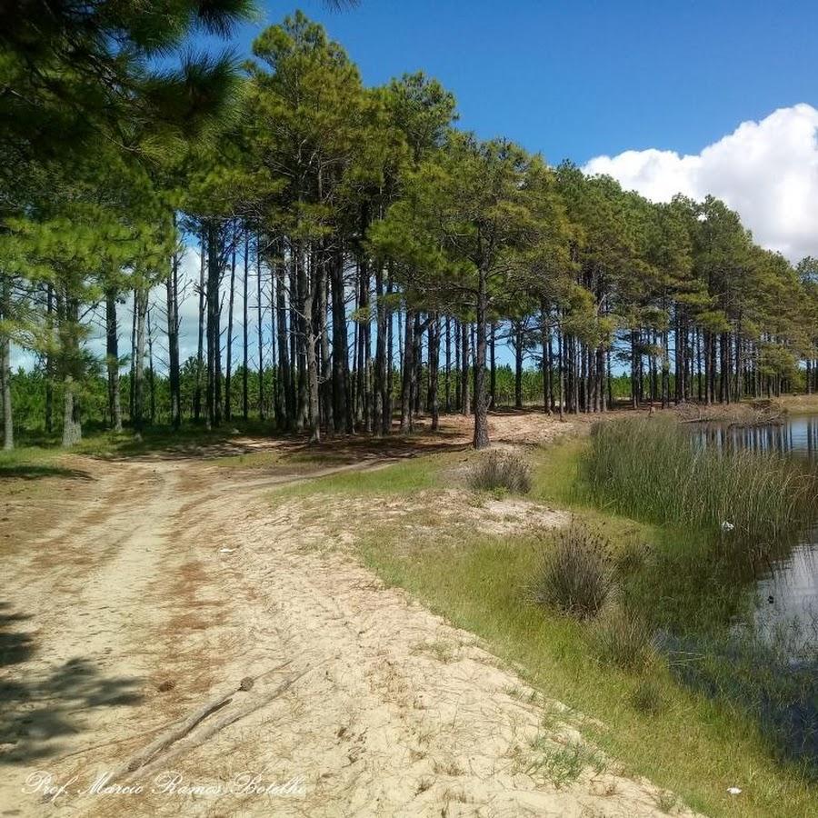 Bosque de pinus da barrinha do estreito