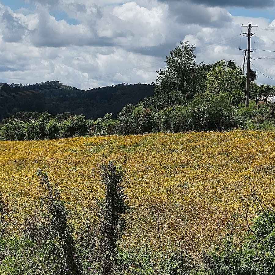 Centro social linha Muller