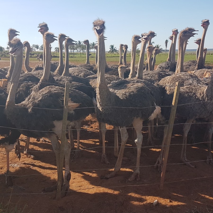 Fazenda/Loja de Avestruz