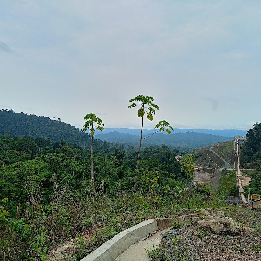 Floresta de Tapirs Pequenos