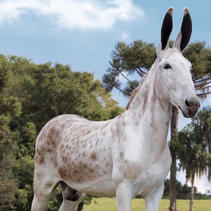 Fazenda de Joaquim (quintal)