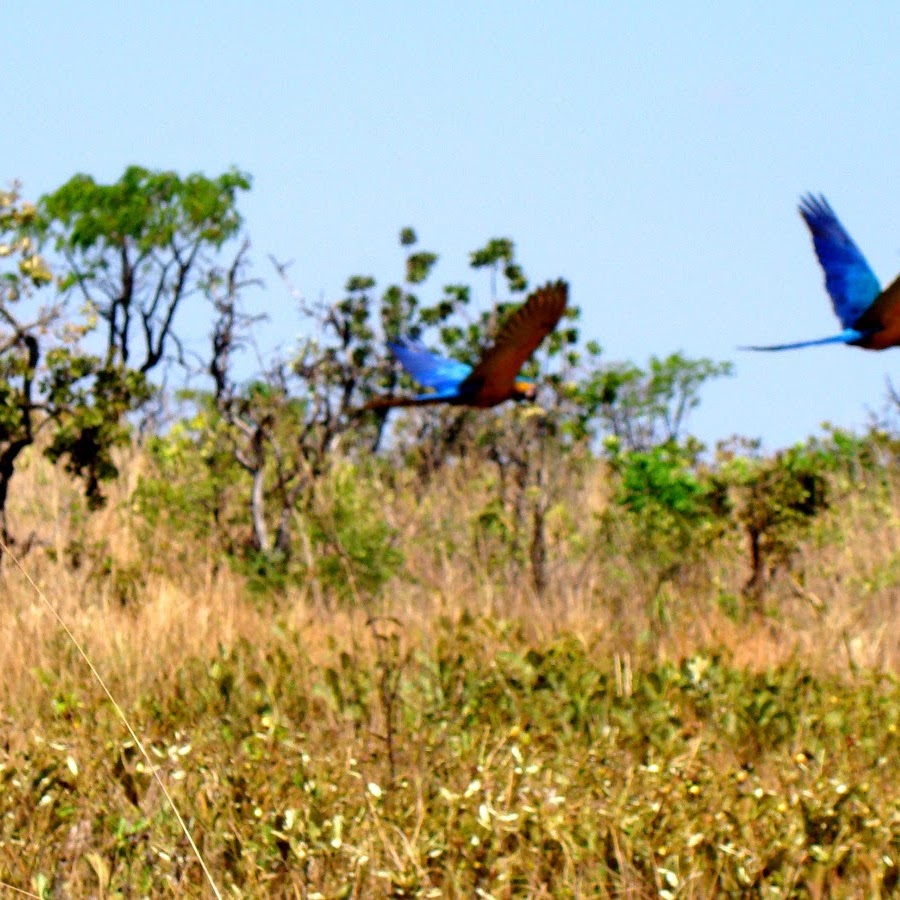 Parque Nacional das Emas