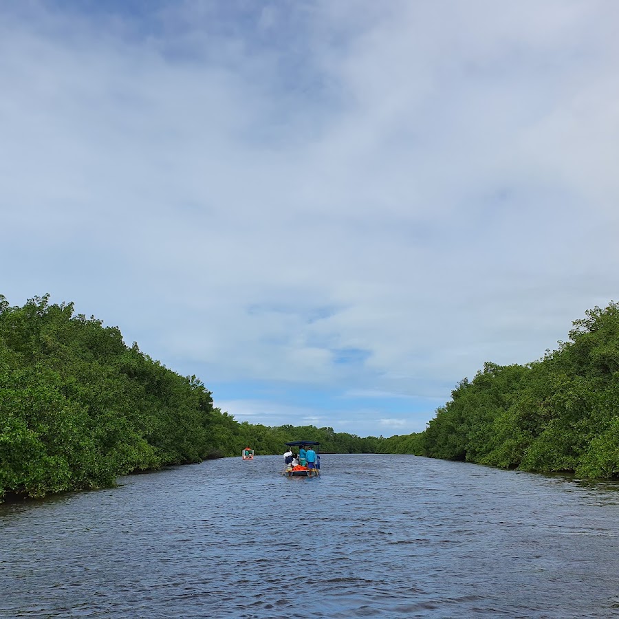 Peixe Boi - Manatee (Seekuh)