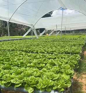Agro Orión de la sabana