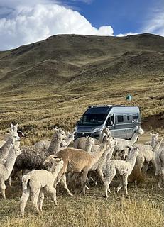 Alpaca