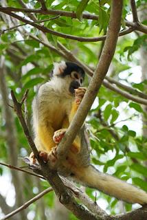 Animal shelter Jacha Inti