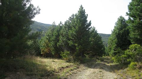 Área de cascalho na floresta