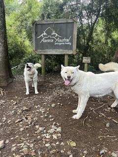 Aurora Austral Patagonia Husky