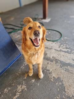 Boa experiência com hospedagem de cães