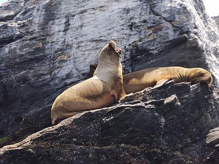 Boleteria Pinguinera de Humboldt