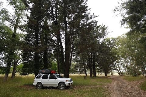 Bosque ao lado do camping Pinar