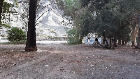 Bosque de eucaliptos