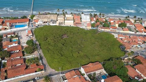 Cajueiro de Pirangi