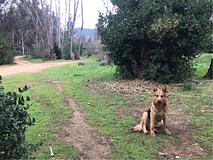 Camp in Eucalyptus-Forest