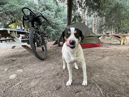 camping entre bosques