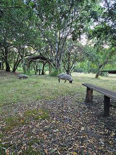 Camping no Rio Quepe