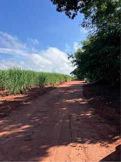 Campo de cana-de-açúcar (2)