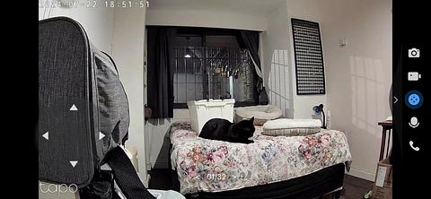 Catitos Cat Shelter