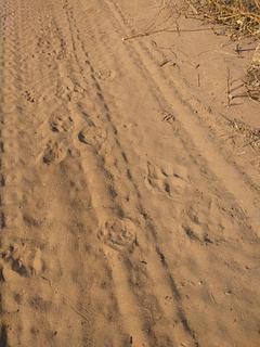 Cerro Leon Camping