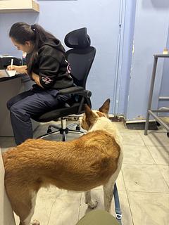 CONSULTORIO VETERINARIO AGROHATO