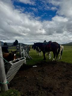 Curral de cavalos para passeios pelo parque