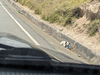Dog Highway