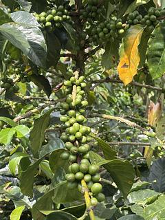 Don Elias Coffee Tour