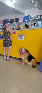 Dr. pet
