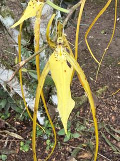 EcoSelva Orchid’s garden