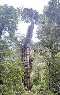 entrada para o Parque Nacional Alerce Costero